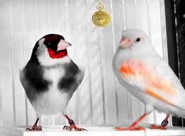Pin By Bilel Kios On Birds Canary Birds Goldfinch Birds