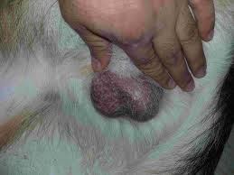 If you do we may remove some of your posts in the interest of keeping a wide. Just To Check What Do You Think Is His Testicles Are Normal Photo Are Attached And What Are The Signs Of Testicular Cancer In Dogs Petcoach