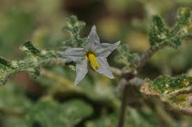 Image result for Solanum zanzibarense