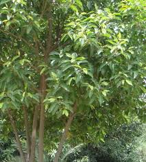 Image result for Mimusops elengi