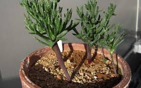 Image result for Eriospermum