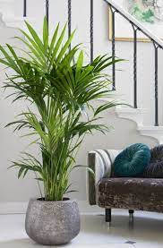 33 Beauty Indoor Plants Decor Ideas For Your Home And Apartment Apartment Plants Easy House Plants Plant Decor Indoor