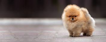 Offering curbside service for you and your pets. Welcome To Pet Doctor Your Family Veterinarian In Tucson