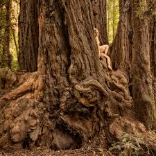 Redwood trees are the tallest species of tree that can be found in the mod. Treegirl Coast Redwood Sequoia Sempervirens