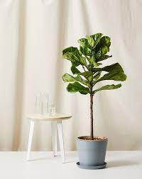 The rubber tree plant doesn't like too much light or too much water so it's very important to find the right balance between these. The 12 Best Indoor Trees For Your Home Purewow