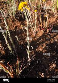 Image result for Helichrysum aureo-nitens