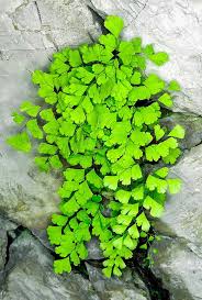 Image result for Adiantum capillus-veneris