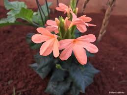 Image result for Crossandra mucronata