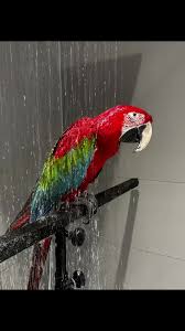Green-Winged Macaw Enjoying Shower Time