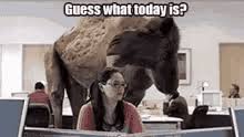 And from that day to this the camel always wears a humph (we call it 'hump' now, not to hurt his feelings); You Know What Day It Is Camel Gifs Tenor