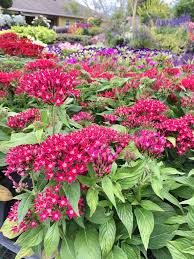 Image result for Pentas schumanniana