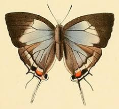 Image result for Globimetula mweroensis