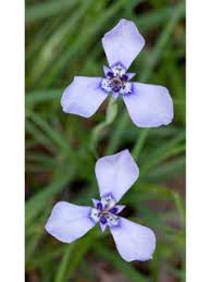 Image result for Parkeriaceae