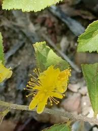 Image result for Grewia flavescens