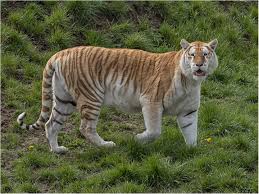 Golden tabby tiger ( ゴールデンタビータイガー, gōruden tabī taigā ) is a friends that appeared in the kemono friends game. Golden Tabby Tiger Foto Bild Natur Portrait Schon Bilder Auf Fotocommunity