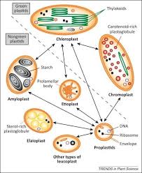 Tobacco was the first higher plant in which. Are Chloroplasts And Plastids The Same Things And Have The Same Features Quora