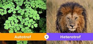 Apa Perbedaan Autotrof Dan Heterotrof