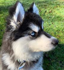 Husky Huskies Siberianhusky Huskypuppy Huskylife Huskylove Huskygram Huskymom Huskyhea Visit Inst4gram For More Animals Husky Puppy Husky Mom