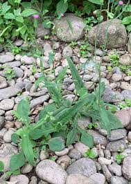 Image result for Emilia sonchifolia