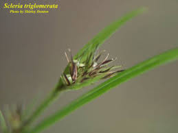 Image result for Scleria mikawana