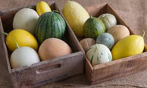 Starting seeds indoors has many benefits, including an earlier harvest. Melon Growing Basics Seed Starting Transplanting Culture Harvest Indicators Storage Shelf Life