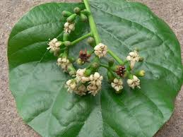 Image result for Cordia sp.A.
