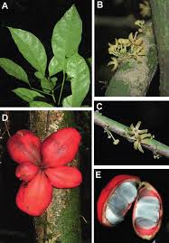 Image result for Cola clavata