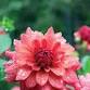 How to Split and Store Your Dahlias event image
