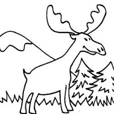 A close up of a bull moose. Moose Walking Alone Coloring Page Kids Play Color