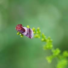 Image result for Geigeria engleriana