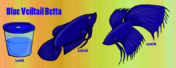 This is the kind you'll most often encounter and that males are typically more colorful and brightly colored than females, and females usually have. Blue Veiltail Betta Spoiler By April410 On Deviantart