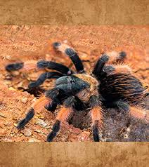 Image result for Emilia brachycephala