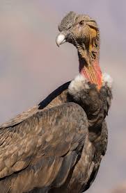 What type of bird is the biggest flying bird? Considering Both Is Weight And Wingspan The Andean Condor Is The Largest Flying Bird In The World Its Not Surprising Then That F Bird Pet Birds Andean Condor