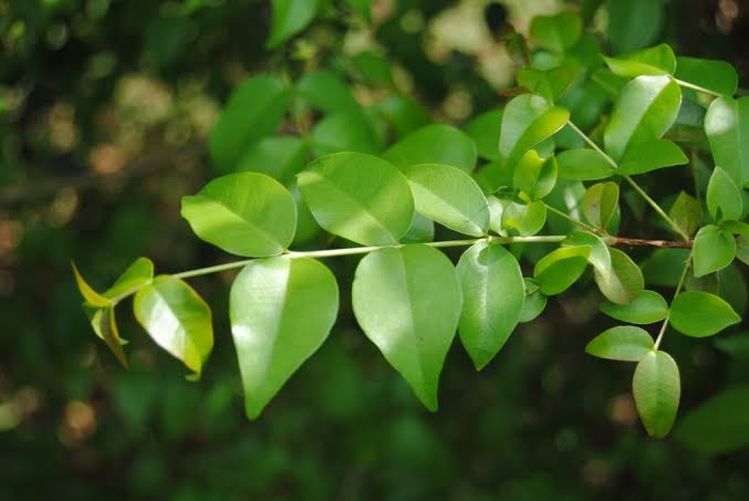 Pitanga Orgânica (Folhas)