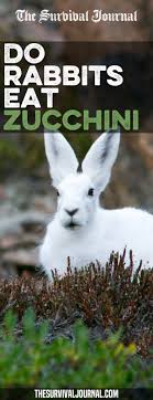 Onion, shallots, and leeks are all rabbit deterrents and can send rabbits away without lunch. Do Rabbits Eat Zucchini Rabbit Eating Zucchini Plants Zucchini