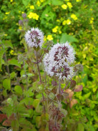 Image result for Mentha aquatica