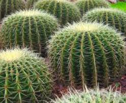 A partir de este momento lo importante es el cuidado que le brindes. Cuidados Del Cactus En Invierno Blog Patricia Lopez Diseno Floral