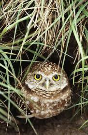 Birds That Sing At Night In Florida A Burrowing Owl Florida Usa Burrowing Owl Nocturnal Birds Owl