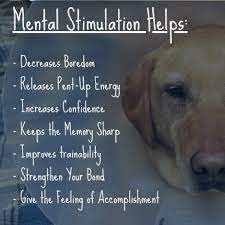 10 Ways To Keep Your Dog S Brain Busy After Surgery Topdog Health
