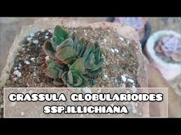 Image result for Crassula globularioides
