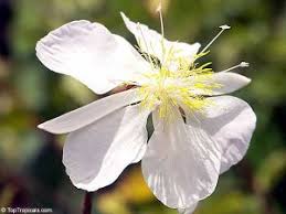 Image result for Clappertonia