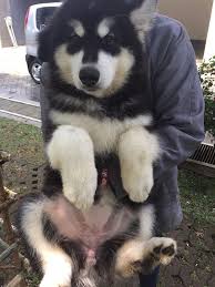  Pin On Pets