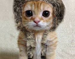 How Could You Deny Yourself This Little Guy Just Because Of Cat Odors Nonsense Cute Animals Baby Animals Cute Baby Animals