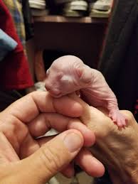 One Of Our Newborn Sphynx Bambinos He Needs A Name Help Me Out R Sphynx