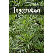 Check spelling or type a new query. à¸• à¸™à¹‚à¸à¸à¸ˆ à¸¬à¸²à¸¥ à¸¡à¸žà¸² à¸ªà¸¡ à¸™à¹„à¸žà¸£à¸ˆ à¸™ à¸Š à¸‡à¹€à¸®à¸² à¸­ à¸™à¹€à¸¥ à¸­à¸‡à¸¥ à¸­ 50
