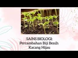 Perkecambahan biji ditandai dengan mulai memanjangnya batang, akar, dan daun yang keluar dari biji. Amali 6 7 Jom Kita Lihat Proses Percambahan Biji Benih Kacang Hijau Youtube