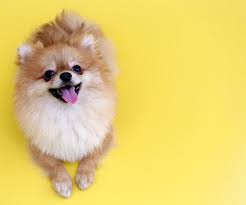 Pin En Nos Amis Animaux