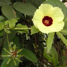 Image result for Hibiscus pusillus