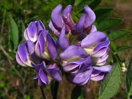 Image result for Lessertia macrostachya