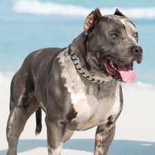 Xxl American Bully Xxl Luxor Bullys In 2020 American Bully Bully Xxl American Pitbull